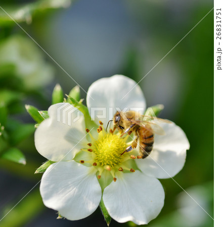 イチゴの花 苺 イチゴ ポリネーション 農業 家畜 ミツバチ みつばち 真上 イチゴの花 苺 イチゴ ポリネーション 農業 家畜 ミツバチ みつばち 真上 26831751