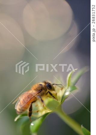 イチゴの花　苺　イチゴ　ポリネーション　農業　家畜　ミツバチ　みつばち　真上 26831752