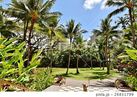 ハワイの休日 26831799