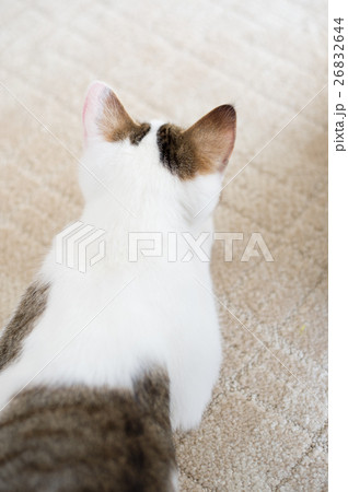 猫　ネコ 26832644