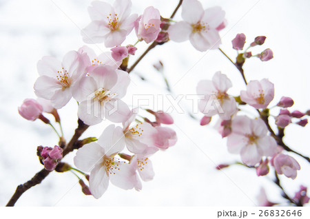 桜 サクラ イメージ 桜 サクラ イメージ 26832646