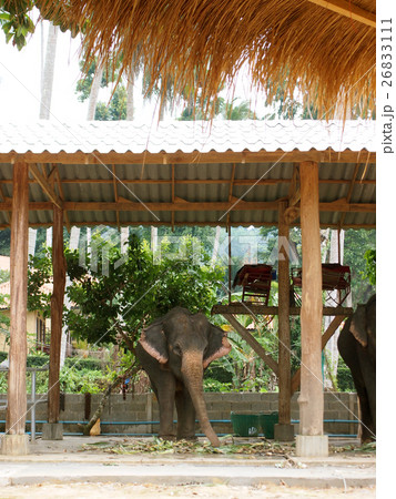 Thai Elephant 26833111