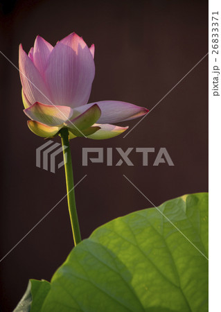 台湾 台北 台北市 26833371