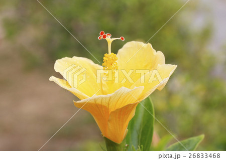 黄色いハイビスカス 26833468