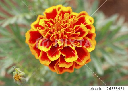 マリゴルドの花の写真素材 [26833471] - PIXTA