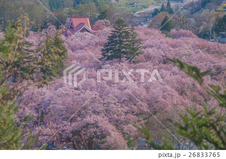 高遠城の桜 26833765