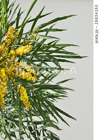 マホニアコンフーサの花 マホニアコンフーサの花 26834163