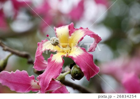 トックリキワタの花 トックリキワタの花 26834254