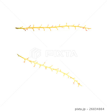 Set of Empty branch of Red Currant isolated over Set of Empty branch of Red Currant isolated over 26834864
