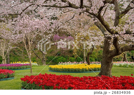はままつフラワーパーク桜とチューリップの写真素材