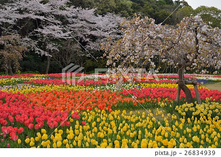 はままつフラワーパーク桜とチューリップの写真素材