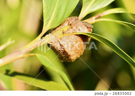 カマキリの卵 カマキリの卵 26835002