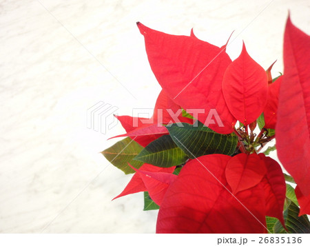 ポインセチア 26835136