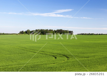 Field with cereal 26835201
