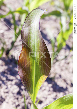 Field of green corn 26835238