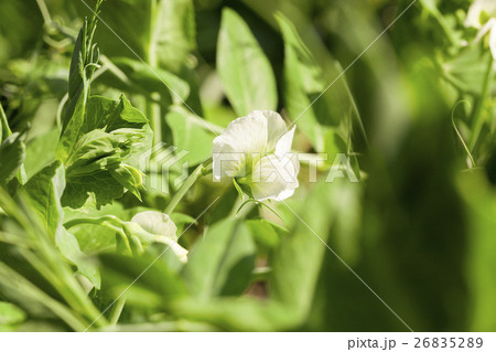 white flower pea white flower pea 26835289