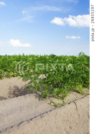 Field with carrot Field with carrot 26835297