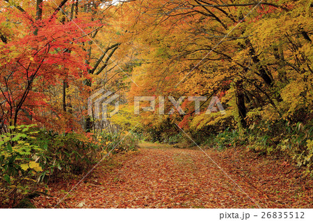 落ち葉の絨毯と紅葉の小径 落ち葉の絨毯と紅葉の小径 26835512