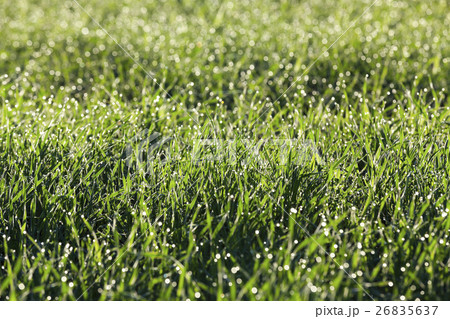 young grass plants, close-up 26835637