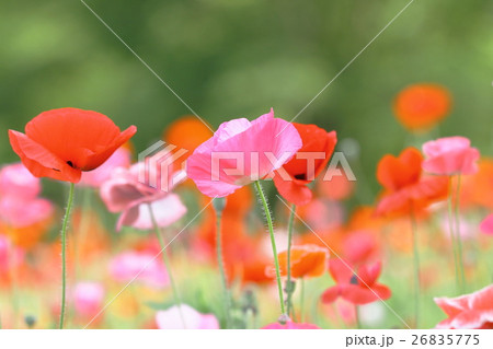花 ポピー  花 ポピー  26835775