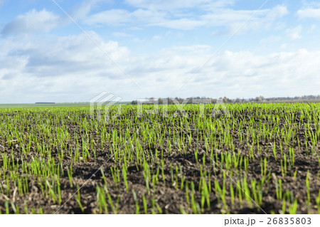field with young wheat 26835803