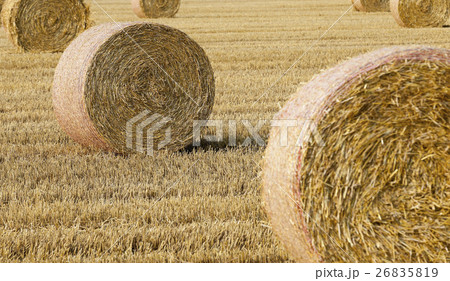 haystacks in a field of straw haystacks in a field of straw 26835819