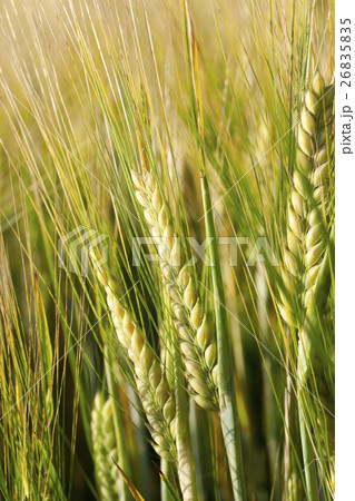 mature cereal, close-up mature cereal, close-up 26835835