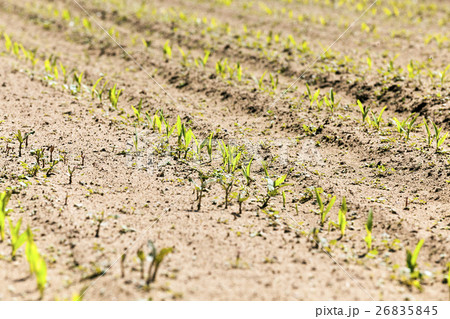 corn field. close-up 26835845