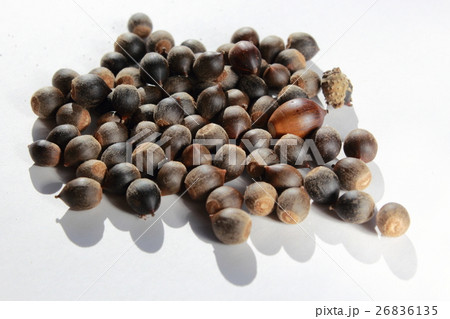 椎の実の写真素材 [26836135] PIXTA