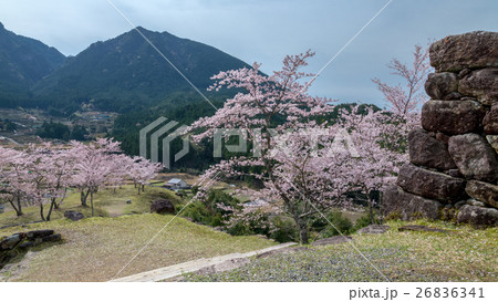 春の赤木城跡 26836341