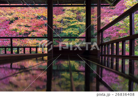 七色に染まったモミジ 26836408