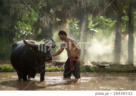 Thai farmer and buffalo 26836532