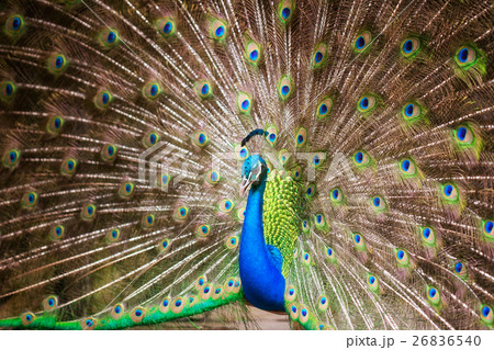Portrait of beautiful peacock 26836540