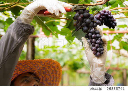 Farmer in his vineyard checking and protecting 26836741