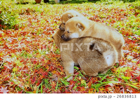 柴犬の子犬 26836813