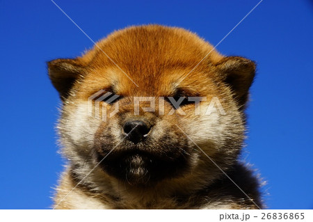 柴犬オスの子犬 26836865