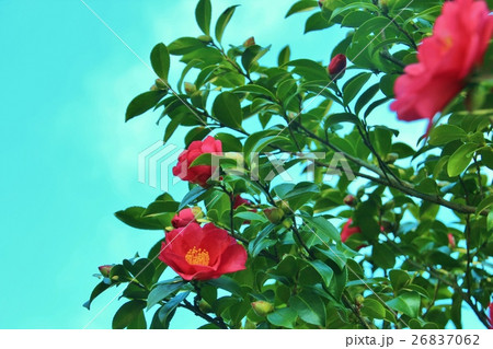 美しい山茶花の花 26837062