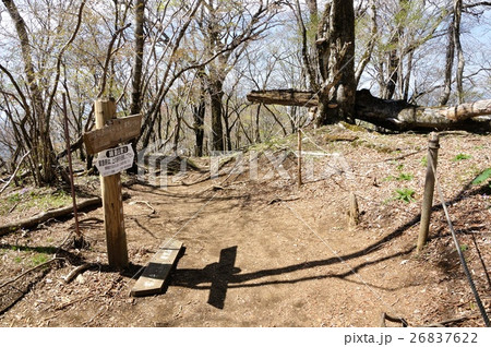 春の丹沢の大丸山頂 26837622