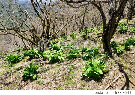 春の山地にオオバイケイソウの若葉 26837643