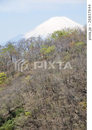 早春の森の向こうの富士山 26837644