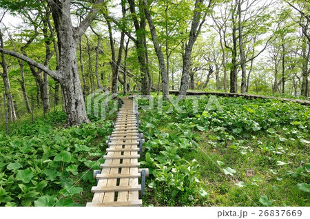 若葉を抜ける木道 26837669