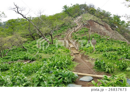 登山道に溢れる若葉 登山道に溢れる若葉 26837673