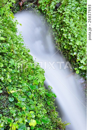 山の湧水 山の湧水 26837693