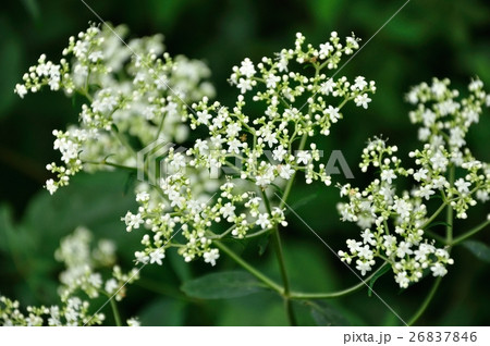 オトコエシ 26837846