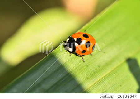 ナナホシテントウ虫 26838047