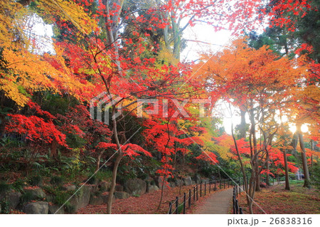 本土寺　紅葉 26838316