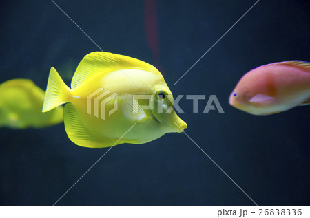 Yellow Tangs fish Yellow Tangs fish 26838336