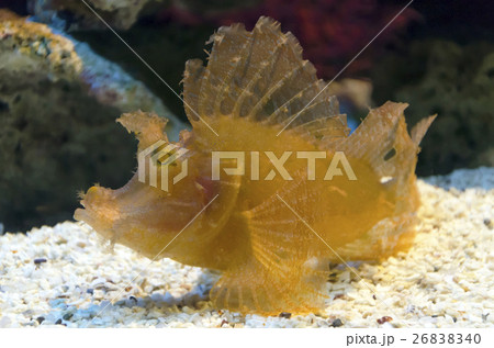 scorpion fish 26838340