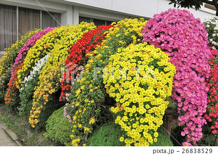 花「菊:懸崖菊」大阪府 花「菊:懸崖菊」大阪府 26838529