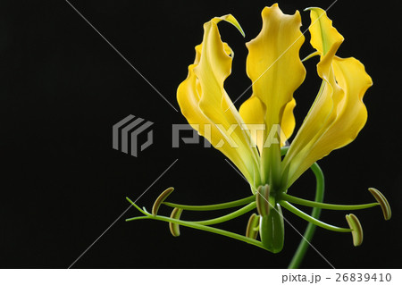 グロリオサ 黄色 黒背景 26839410